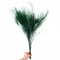 Şoklanmış Korunmuş Ticky Fern
