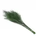 Şoklanmış Korunmuş Ticky Fern
