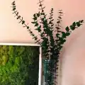Şoklanmış Okaliptus Demeti