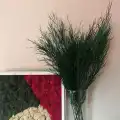 Şoklanmış Tikky Fern Demeti