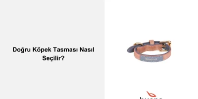 Doğru Köpek Tasması Nasıl Seçilir?