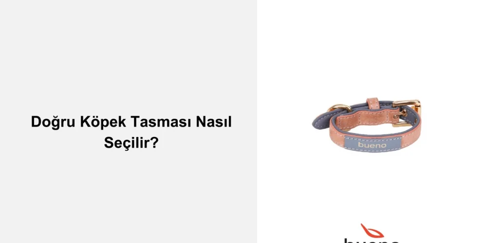 Doğru Köpek Tasması Nasıl Seçilir?