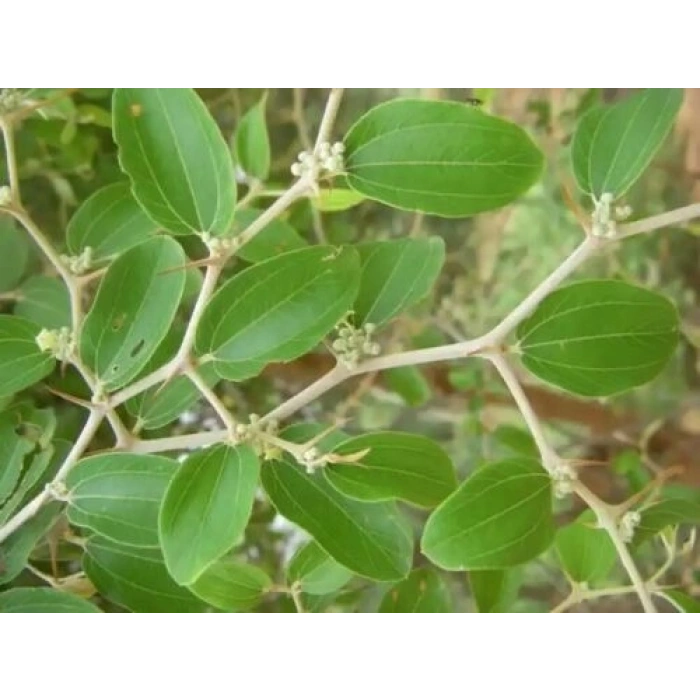 Sidr Yaprağı 50gr