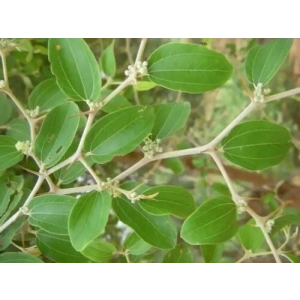 Sidr Yaprağı 50gr