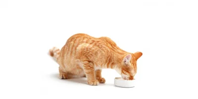 Kedilerin Doğru Beslenmesi: Sağlıklı ve Uzun Bir Yaşamın Anahtarı