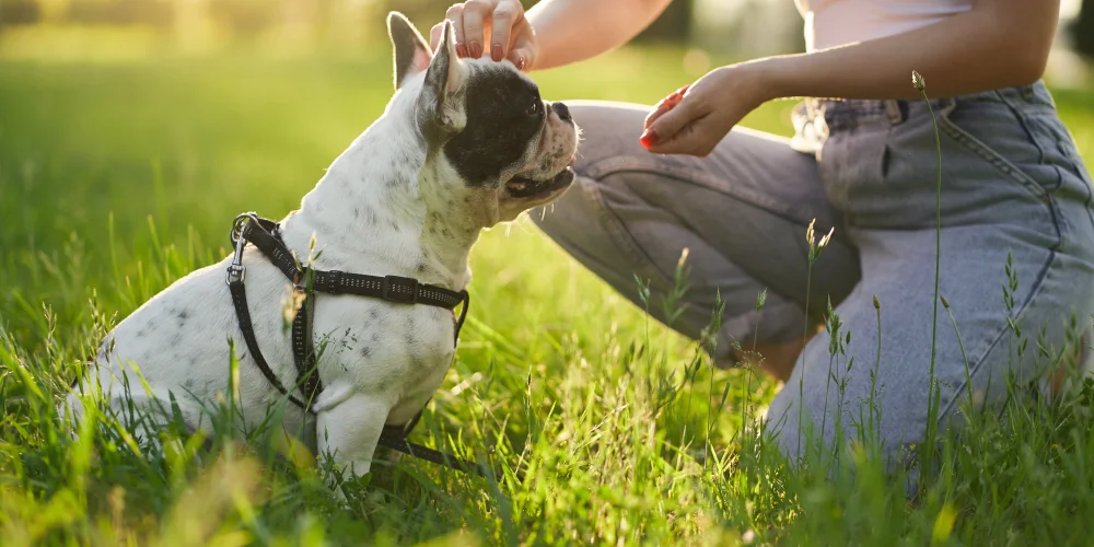 Köpek Eğitimi Rehberi: Temel Kurallar, Yöntemler ve Püf Noktaları