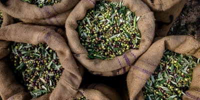 Zeytin Nasıl Saklanmalı?