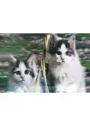 5d Elmas Boyama Kedi Tablosu