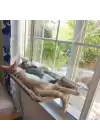 Cama Asılan Kedi Yatağı