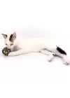 Catnipli Matatabi Oyun Topu