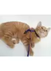 Kedi Boyun Ve Göğüs Tasması