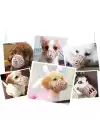 Köpek Koruma Ağızlığı 7li Set
