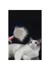 Otomatik Tuşlu Kendini Temizleyen Kedi Köpek Tarağı
