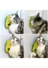 Silikon Kaşıyıcılı Kedi Otu