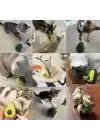 Avokado Şeklinde Kedi Naneli Ve Mama Hazneli Kedi Oyuncağı