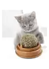 Kedi Nanesi Oyun Topu