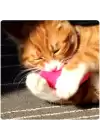 Kedi Otu Dolgulu Renkli Peluş Oyuncak