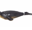 Deniz Hayvanları - Fok Balığı