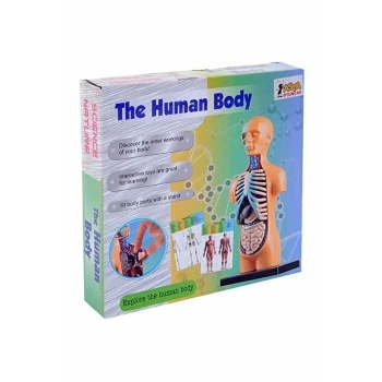 Küçük Maket İnsan Vücut Seti