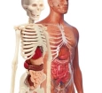 İlk Keşiflerim - İnsan Anatomisi - 64297