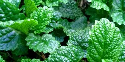 Melissa officinalis (Melisa, Oğul Otu)