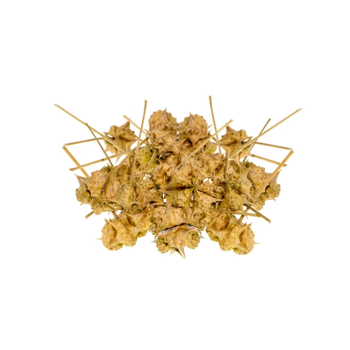 Aktarist Tribulus Terrestris