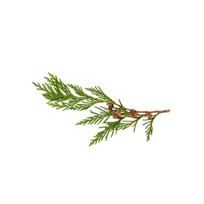 Aktarist Tuya Yaprağı - Thuja Tree Leaf