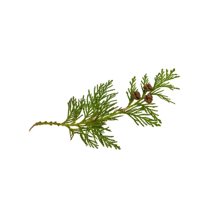 Aktarist Tuya Yaprağı - Thuja Tree Leaf