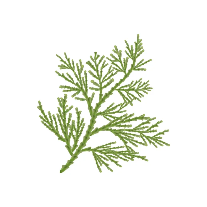 Aktarist Tuya Yaprağı - Thuja Tree Leaf