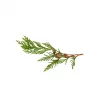 Aktarist Tuya Yaprağı - Thuja Tree Leaf