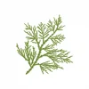 Aktarist Tuya Yaprağı - Thuja Tree Leaf