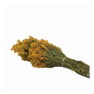Aktarist Sarı Kantaron Demet
