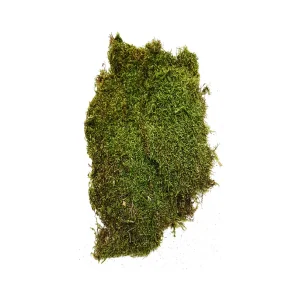 Aktarist Yosun