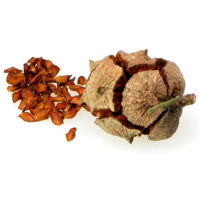 Aktarist Selvi Kozalağı
