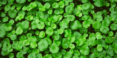 GOTU KOLA - YARA OTU