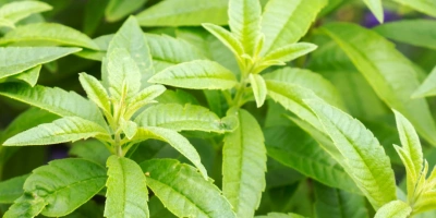 MELİSA LİMON KOKULU