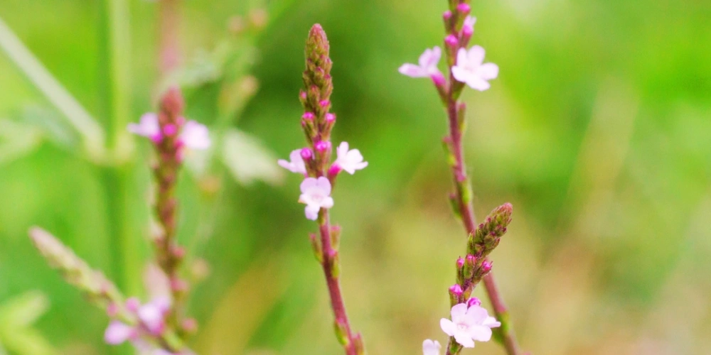 Mine Çiçeği - Verbana Officinalis