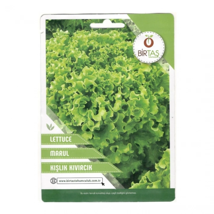 Birtaş Marul Kışlık Kıvırcık Tohumu