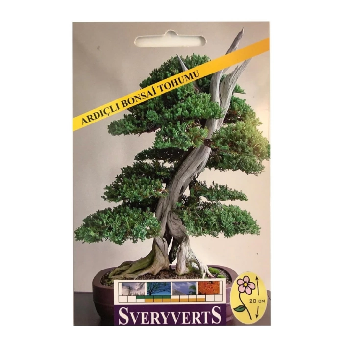 Sveryverts Ardıçlı Bonsai Tohumu