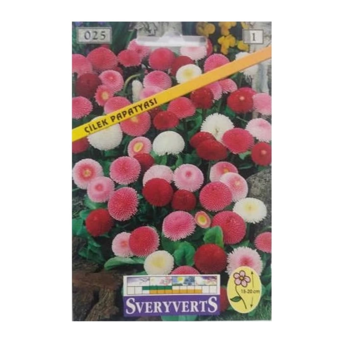Sveryverts Çilek Papatyası Tohumu