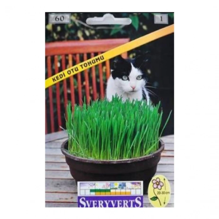 Sveryverts Kedi Otu Tohumu