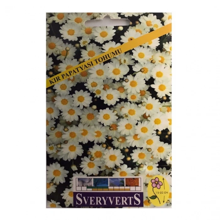Sveryverts Kır Papatyası Tohumu