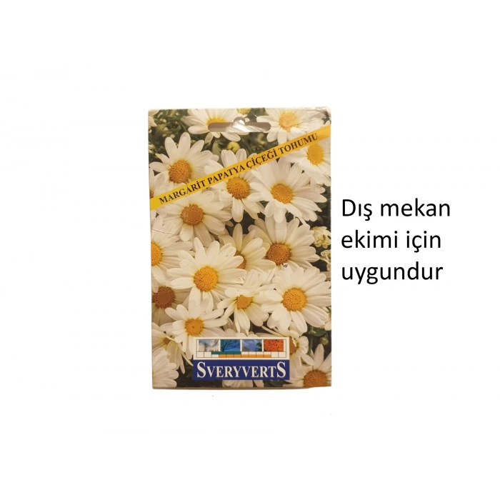 Sveryverts Margarit Papatya Çiçeği Tohumu