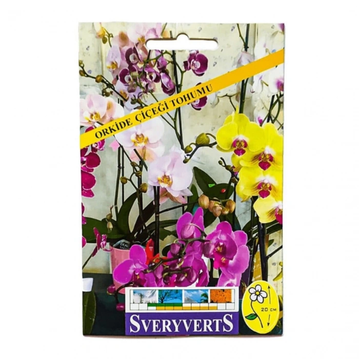 Sveryverts Orkide Çiçeği Tohumu