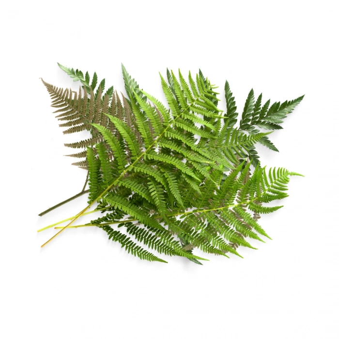 Aktarist Eğrelti Otu