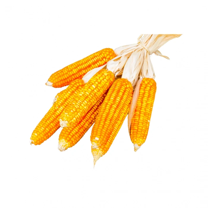 Aktarist Koçanlı Mısır