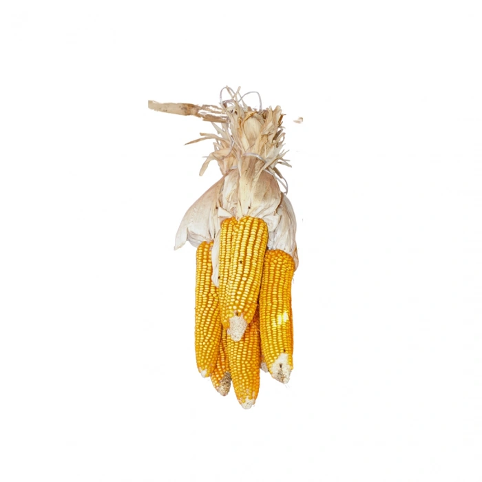 Aktarist Koçanlı Mısır