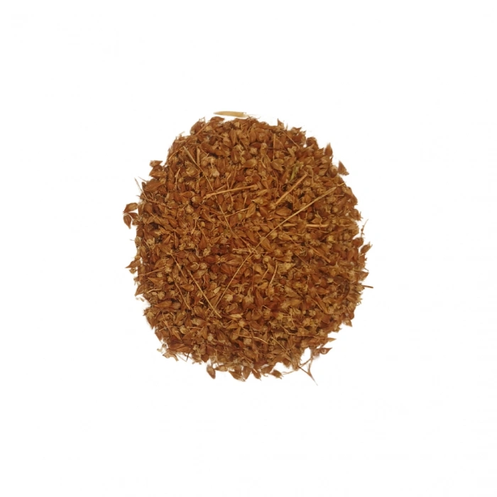 Aktarist Sarı Kantaron Çiçek Tohumu