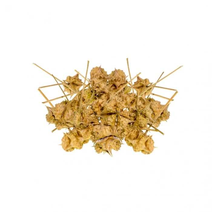 Aktarist Tribulus Terrestris