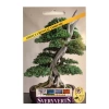 Sveryverts Ardıçlı Bonsai Tohumu
